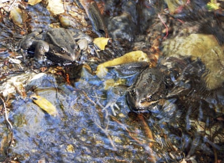 A pair of endangered California red-legged frogs.