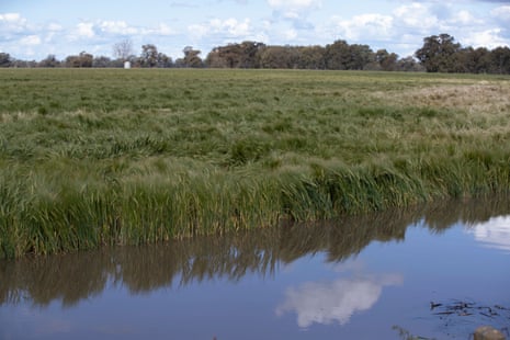 Flooded wheat crops