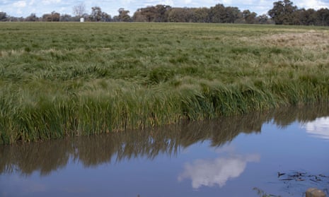 An inundated wheat field