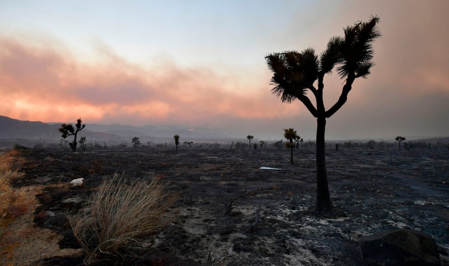 US-FIRESFire-ravaged Joshua Trees are seen ona scorched landscape from the Bobcat Fire on September 19, 2020 in Juniper Hills, California. - The Bobcat Fire erupted on September 6 in the Angeles National Forest and has scorched 91,017 acres at 15% containment, with full containment estimated by Oct. 30. (Photo by Frederic J. BROWN / AFP) (Photo by FREDERIC J. BROWN/AFP via Getty Images)