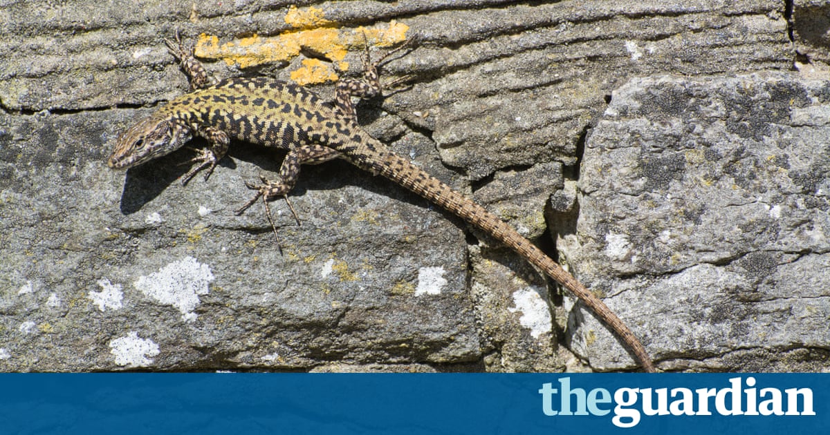 The week in wildlife – in pictures | Environment | The Guardian