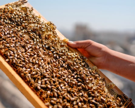 Gaza beekeepers