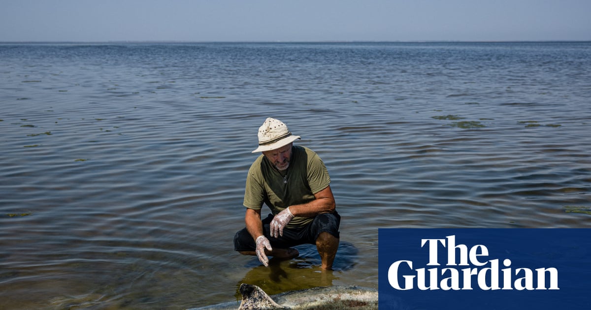 ‘A toxic punch’: fears Russia’s war is pushing the Black Sea and its dolphins past tipping point