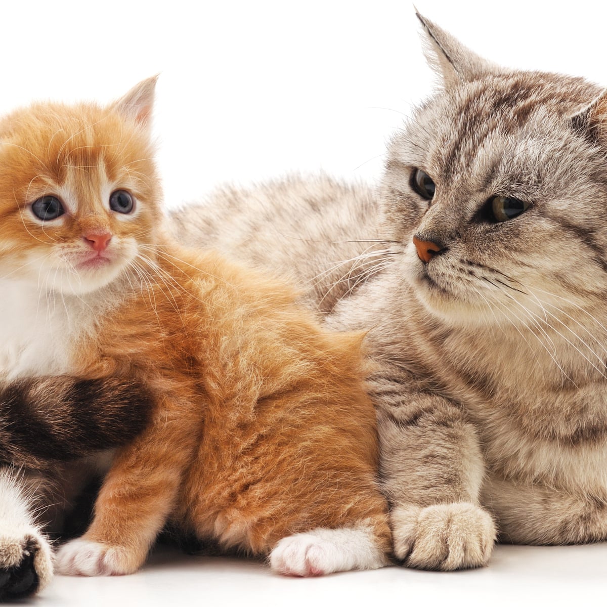 An Uber Riddle A Cat Caper And A Character Called Tim Life And Style The Guardian