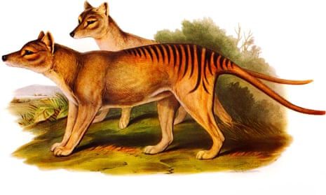 Illustration of two of the now extinct Tasmanian tigers.