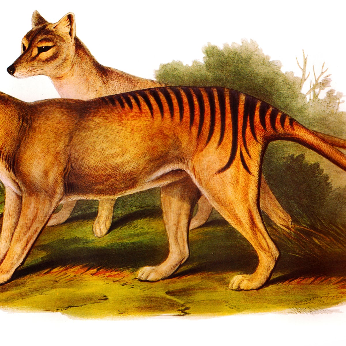 Thylacine Dna Reveals Weakness And Kinship With The Kangaroo Extinct Wildlife The Guardian