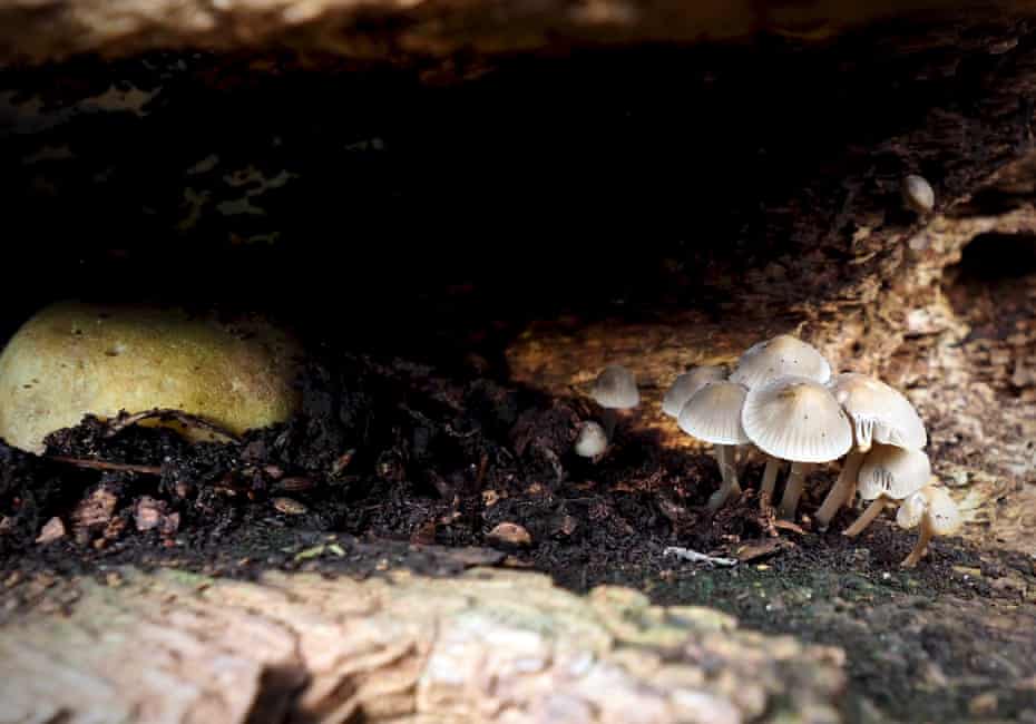 Bonnet fungi and a stump puffball in an old oak beam.