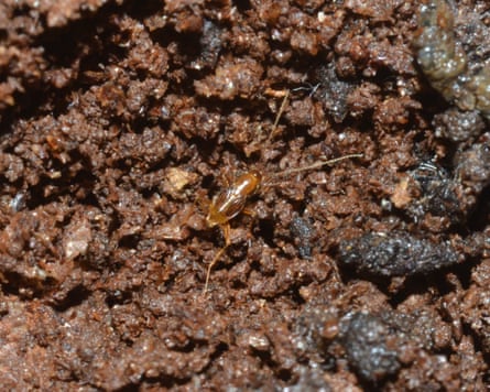The Nocticola gonzalezi – a small gold-coloured insect