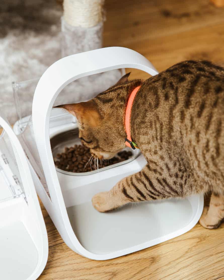 Seekor kucing makan dari dispenser makanan pintar.