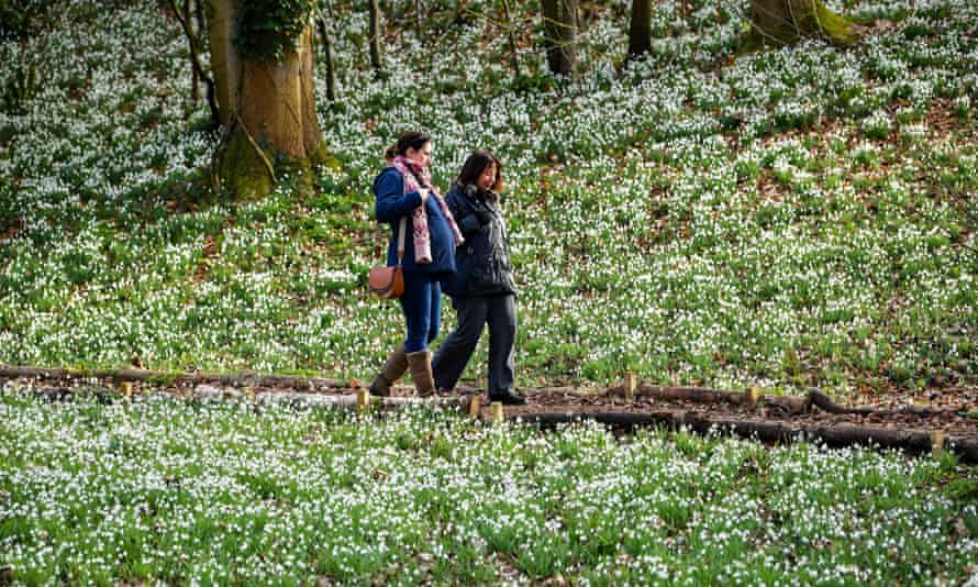 People walk past a carpet of blooming snowdrops at Painswick Rococo Garden, Painswick, Gloucestershire.2ATWK8M People walk past a carpet of blooming snowdrops at Painswick Rococo Garden, Painswick, Gloucestershire.