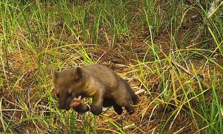 Humboldt martens ‘symbolize the wild heart of the forest’, says a researcher.