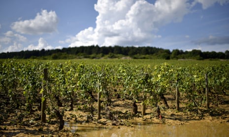 Grapevines in France’s Burgundy region seriously damaged after a summer hailstorm