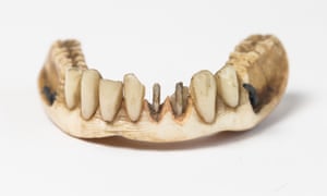 Lower ivory denture with human teeth c1800