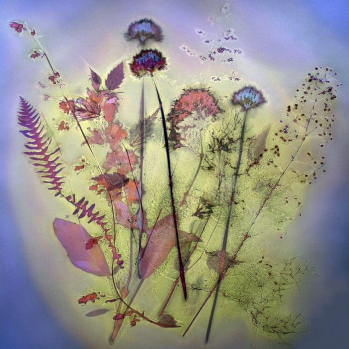 sony-world-photography-2021-winnaars-bloemen