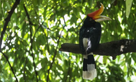 Calao rhinocéros, un habitant de la forêt biologiquement riche de 130 m de Belum Temengor, Malaisie