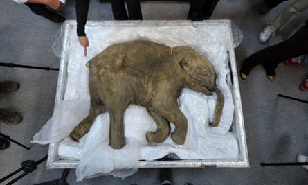 The carcass of the world’s most well-preserved baby mammoth, named Lyuba, who fell into a mud-hole and died in Siberia 41,000 years ago.