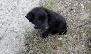 âWe want to get the population down to a manageable size so we can feed and provide long-term care for them.â