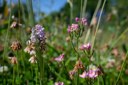 Close-up photo of the centaury and orchids
