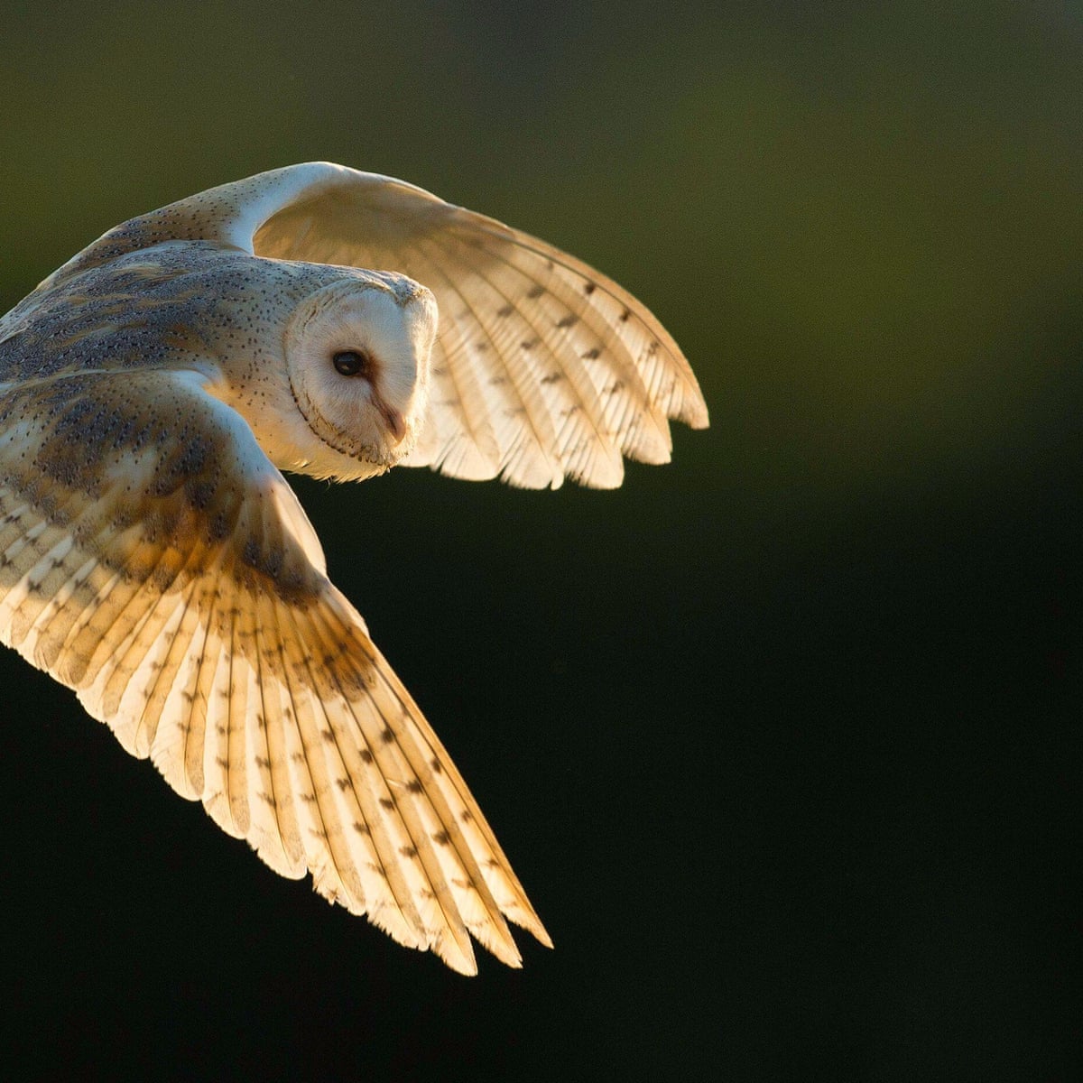 Country diary: Storm Arwen battered the valley, but the barn owl survives | Birds | The Guardian