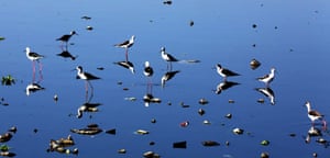Black-winged stilt migratory birds fly over the Shahpura lake in Bhopal, India