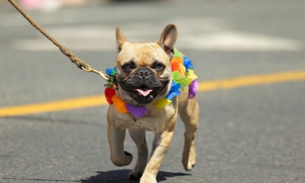 .A pug in coloured costume