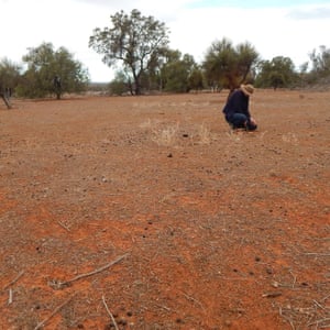 Prof Letnic in a grazing area in Yathong, central NSW