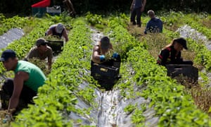 Strawberry pickers in Devon