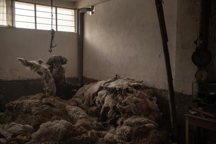 A pile of alpaca fleeces