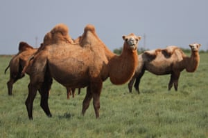 Os camelos estão em uma pastagem perto da aldeia de Yashkul, na Rússia