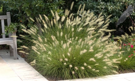 PENNISETUM ALOPECUROIDES ‘HAMELN’