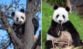 Images of Fu Ni and Wang Wang from Adelaide Zoo