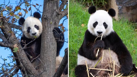 Panda diplomacy: meet the giant (and expensive) diplomats on loan to Australia from China - video
