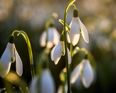 Detail of flowers in the snowdrop field