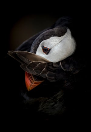 Retratos de animais altamente recomendados (2018): Shy Puffin de Csaba Tokolyi, ilha de Skomer, Pembrokeshire, País de Gales.