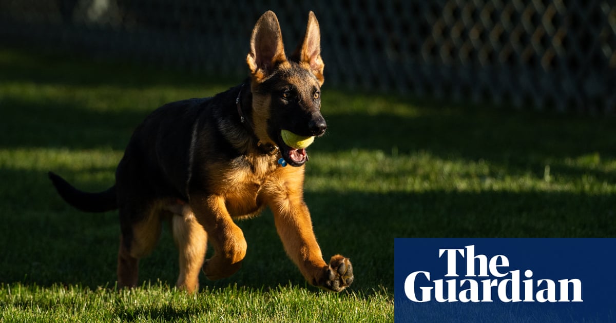 Commander in, Major out: White House pet shakeup after biting incidents