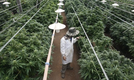 Cannabis plants at a medical plantation in Israel. The plant is used to treat anxiety.