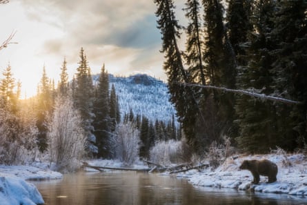 Grizzly bear looking for fish at sunrise in a river.