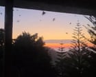 ‘Thrilled’: huge swarms of bogong moths surprise NSW residents and may point to species’ recovery