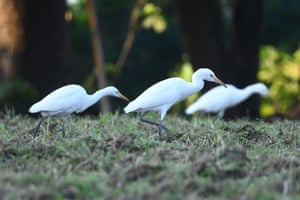 Garças procuram comida em Morigaon, na Índia