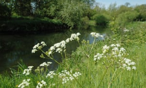 Cow parsley beside the River Wensum at Lyng, Norfolk, ‘one of Europe’s most important chalk streams’.