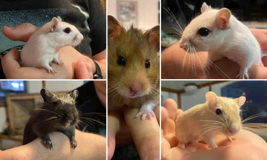 Clockwise from left: Blake, Shelley, Cole, Alfie and Poe.
