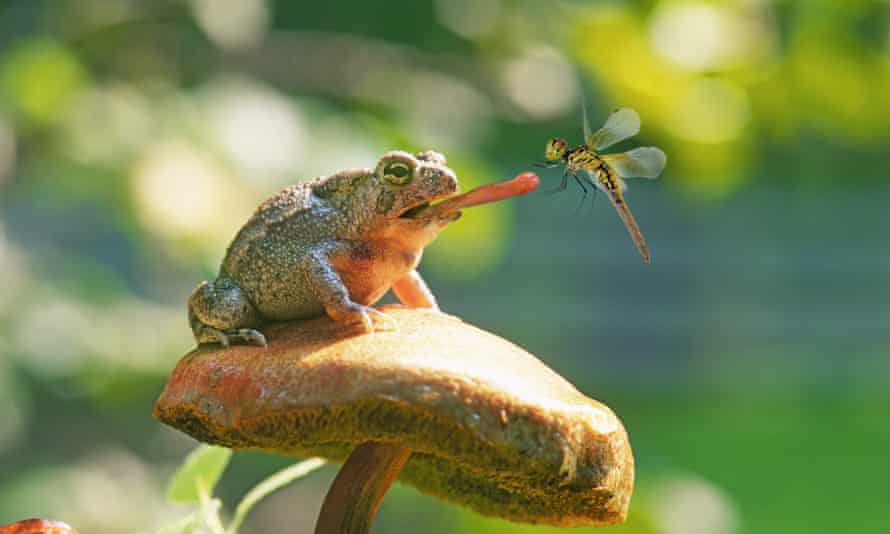 A spadefoot toad catching a dragonfly.