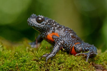 as well as the blue dots on its black, shiny skin, it has orange markings on its joints
