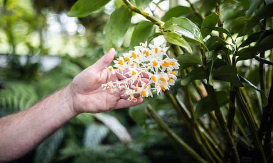 Mike Fay with Miltonia flavescens, an epiphytic orchid at Kew