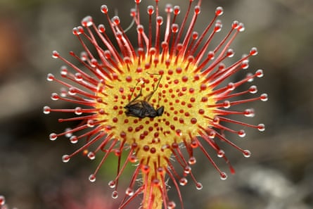 an insect caught on a round sundew leaf