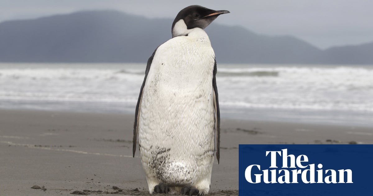 ​Fossilised long-legged giant penguin identified as new species