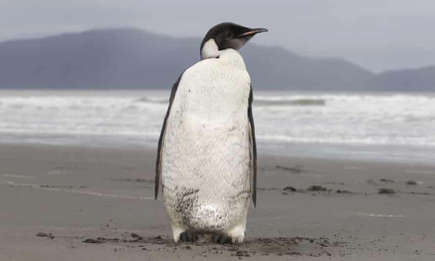 A modern-day emperor penguin