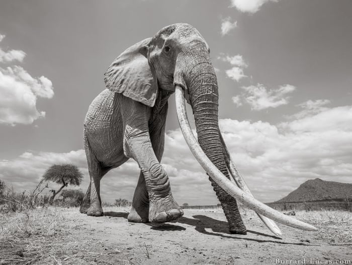 The last of Africa's big tusker elephants – in pictures