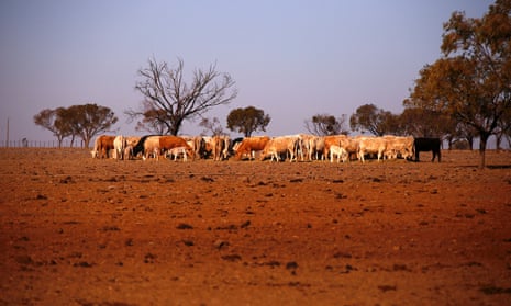 cattle on drought-affected land