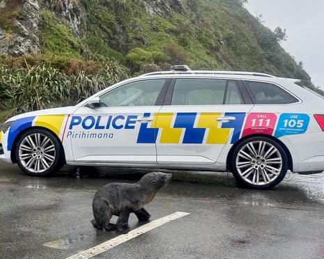 A seal pup gets help crossing a busy road in Wellington, New Zealand